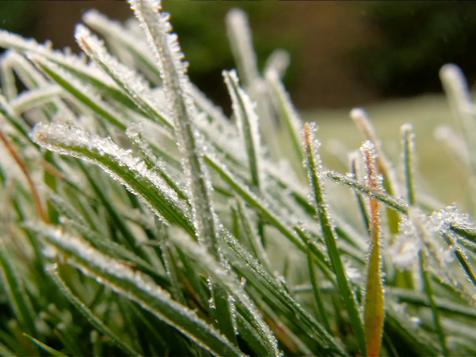 Ice crystals coating green blades of grass